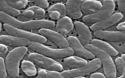Autoridades de salud de EEUU alertan a bañistas de bacteria carnívora en aguas costeras.