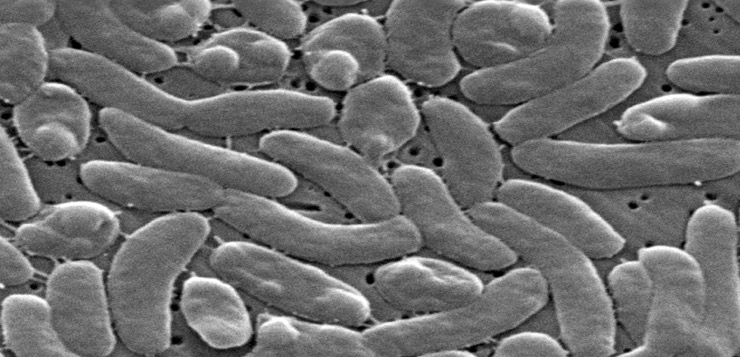 Autoridades de salud de EEUU alertan a bañistas de bacteria carnívora en aguas costeras.