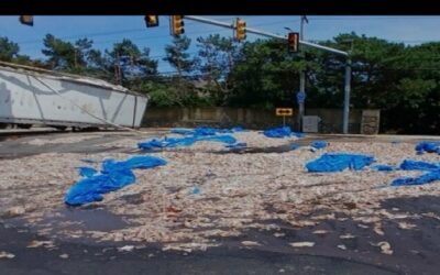 Miles de libras de calamar quedaron en la pista luego de que trailer se volcara.