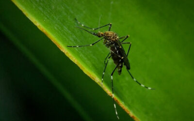 Autoridades salud detectan Virus Nilo Occidental en Cranston, North Providence y Providence.