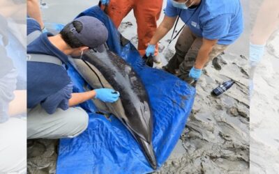 Dos delfines varados en North Kingstown.