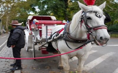 Nueva York aprueba la ley que prohibirá carruajes tirados por caballos